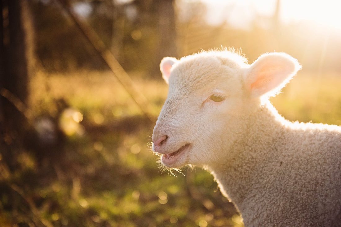 Merino sheep basking in the sunlight, showcasing natural UV resistance - Wool-e’s Merino wool, the ultimate sun-safe fabric